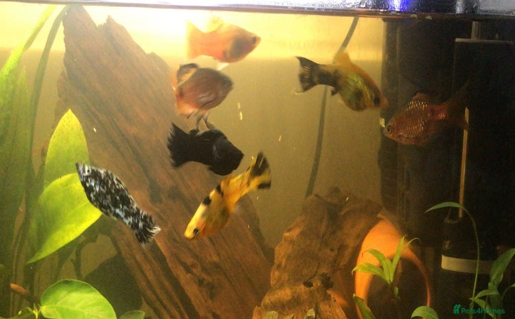 Other/Mixed Breed fish - Advert 1