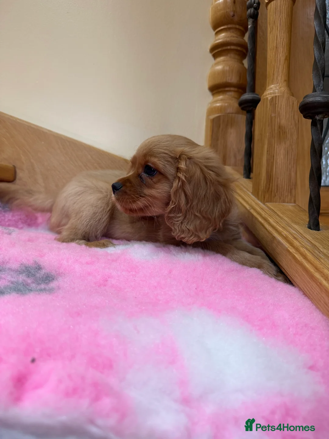 Cavapoochon dogs for sale: Cavapoochon - Advert 4