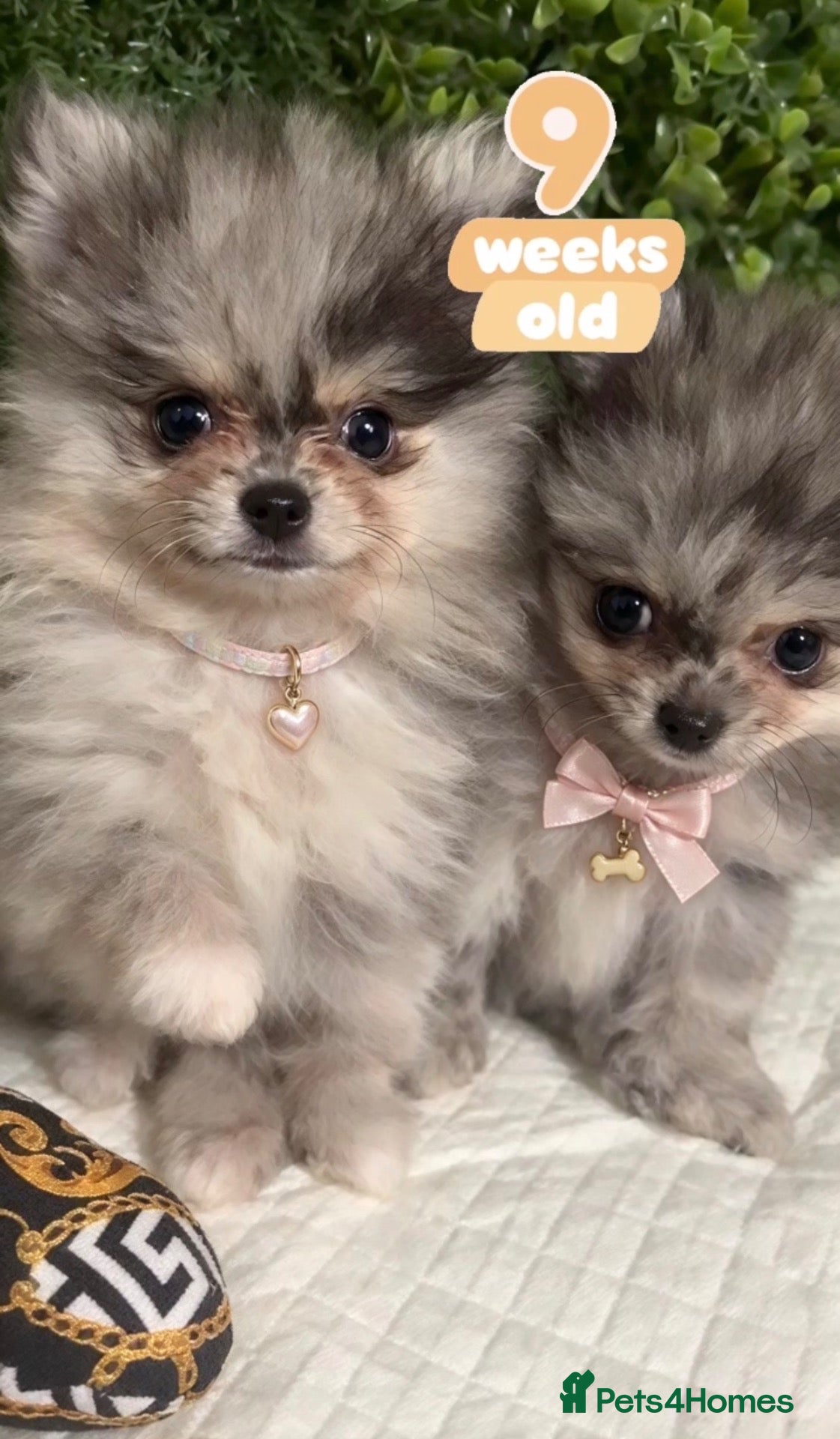 Pomeranian dogs ✨0.70kg Mini Poms 💙 & 🩶 Eyes 👀 READY💨NOW🐾🐶✨ - Advert 2