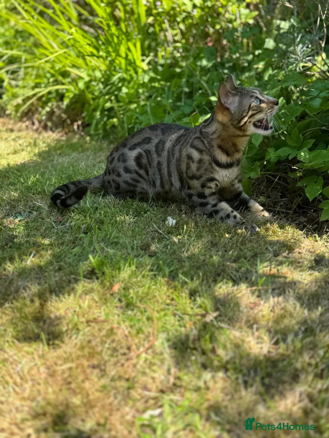 Bengal cats for sale: 5 Year old bengal needs rehoming  - Advert 4