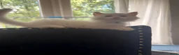 Ragdoll cats for sale: Four gorgeous Ragdoll kittens  - Advert 3