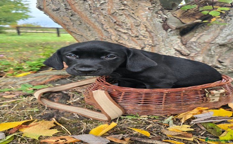 Labrador Retriever dogs - Advert 3
