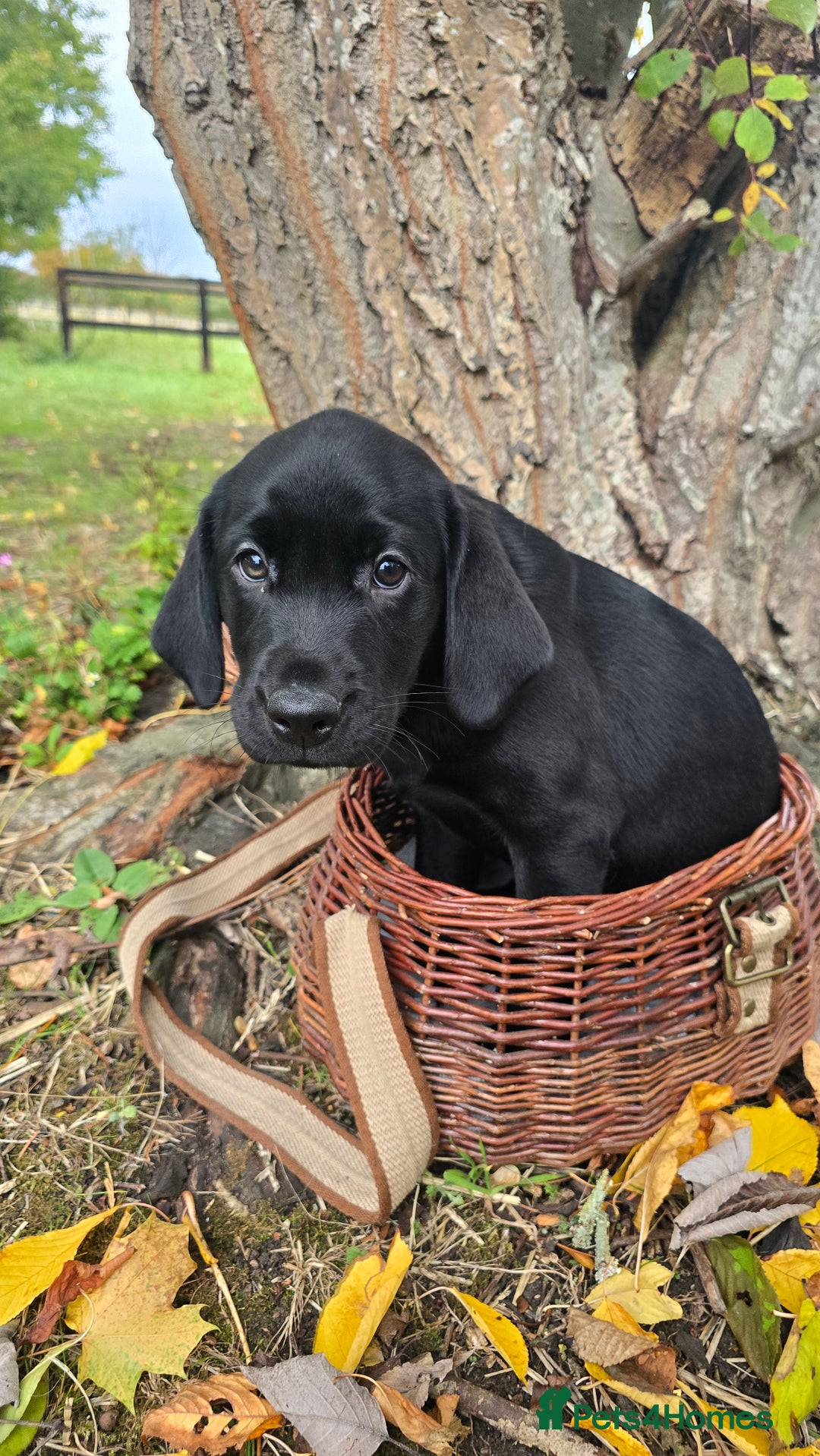 Labrador Retriever dogs for sale: Beautiful working labrador boys  - Image 1