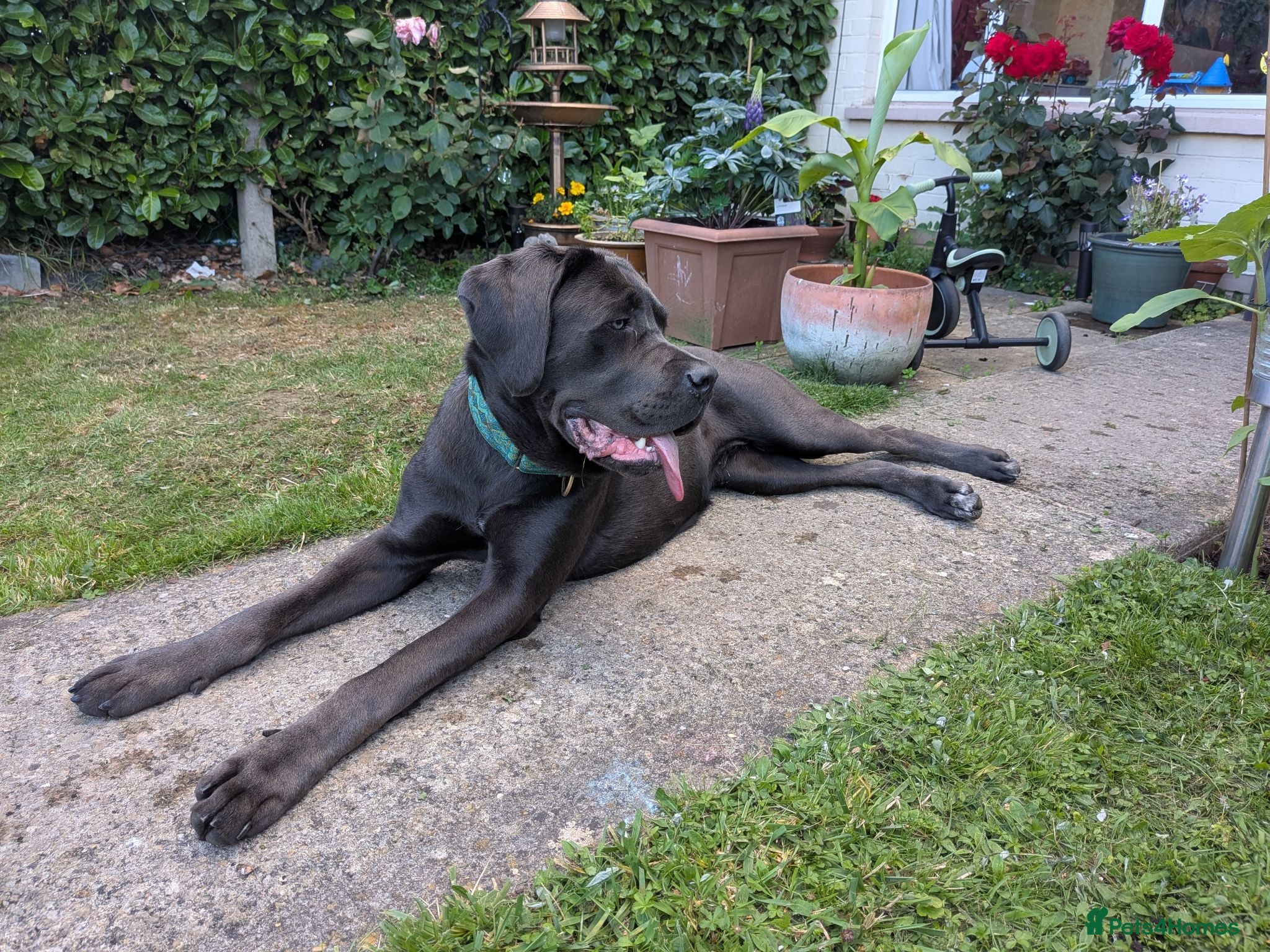 Cane Corso dogs Beautiful 11 month old cane corso - Advert 10