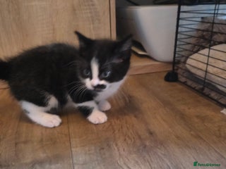 Russian Blue cats Mixed Russian blue kittens - Advert 4