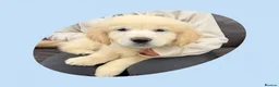 Golden Retriever dogs for sale: Golden Retriever Puppies  - Advert 4