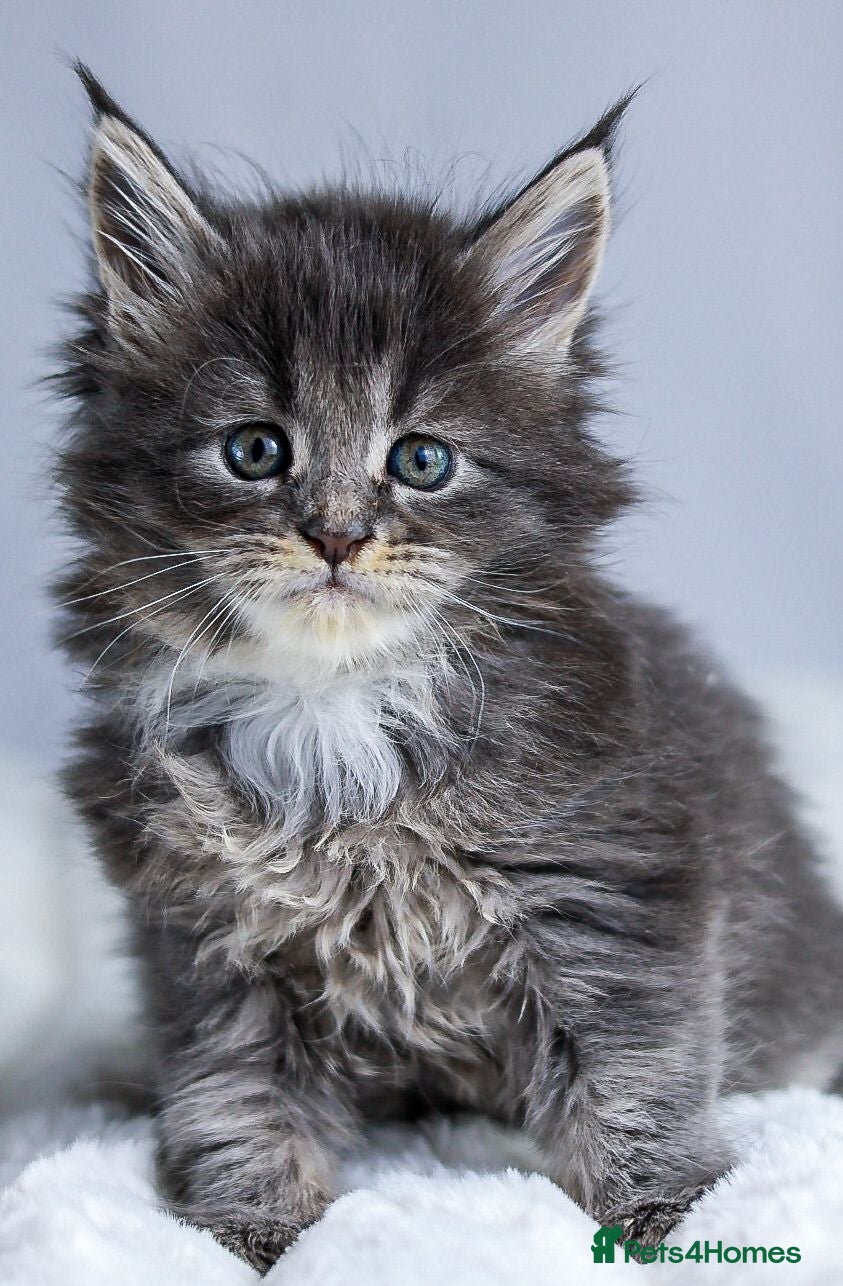 Maine Coon cats European Bloodlines Maine Coon Kittens Available - Advert 6