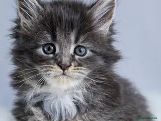 Maine Coon cats European Bloodlines Maine Coon Kittens Available - Advert 12