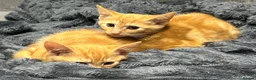 Mixed Breed cats for sale: Ginger kittens - Advert 2