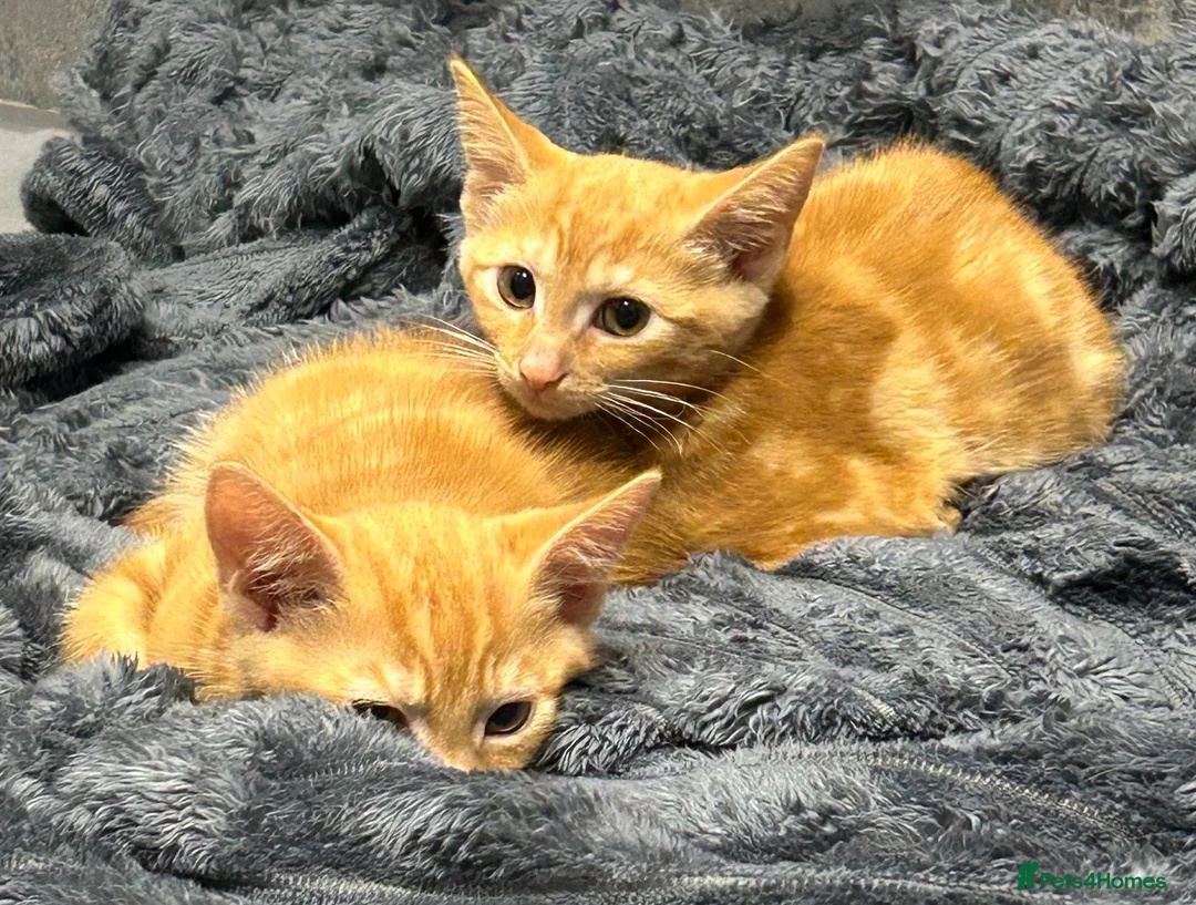Mixed Breed cats for sale: Ginger kittens - Advert 2