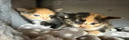 Domestic Shorthair cats for sale: Kittens for sale (including ginger females!) - Advert 6