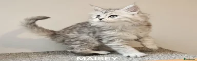Maine Coon Kitten 3