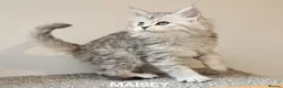 Maine Coon cats for sale: Large Maine Coon kittens regd European bloodline  - Advert 16