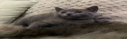 British Shorthair cats for sale: Bsh mix girl  - Advert 14