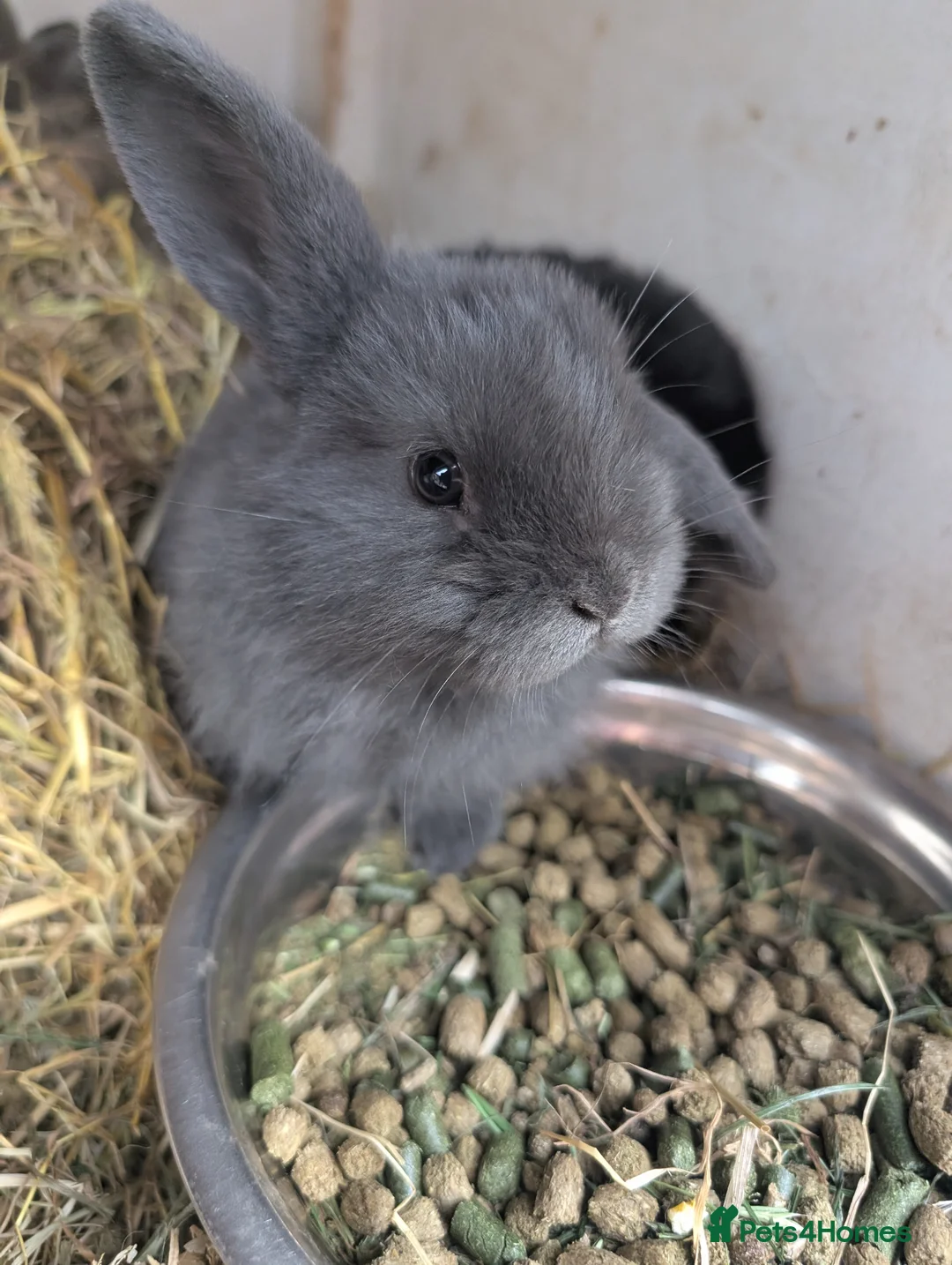 Mini Lion Lop rabbits for sale: Minilops - Advert 2