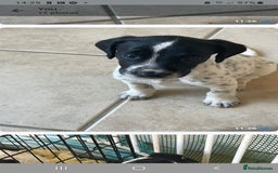 Mixed Breed dogs for sale:  Dalmaspoodles! Dalmation X springer/poodle pups - Image 27