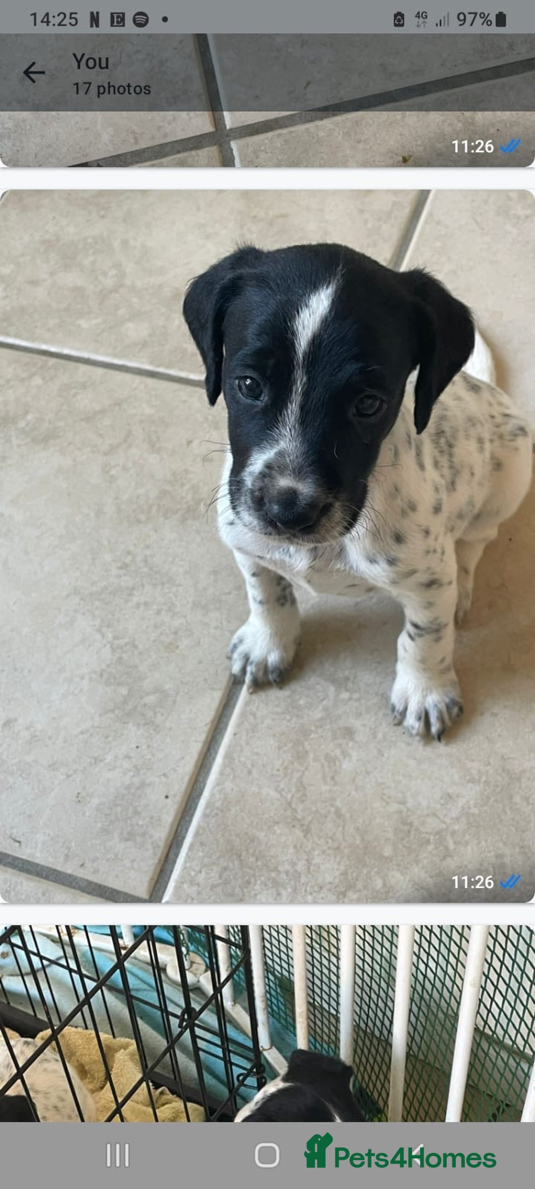Mixed Breed dogs for sale:  Dalmaspoodles! Dalmation X springer/poodle pups - Image 27