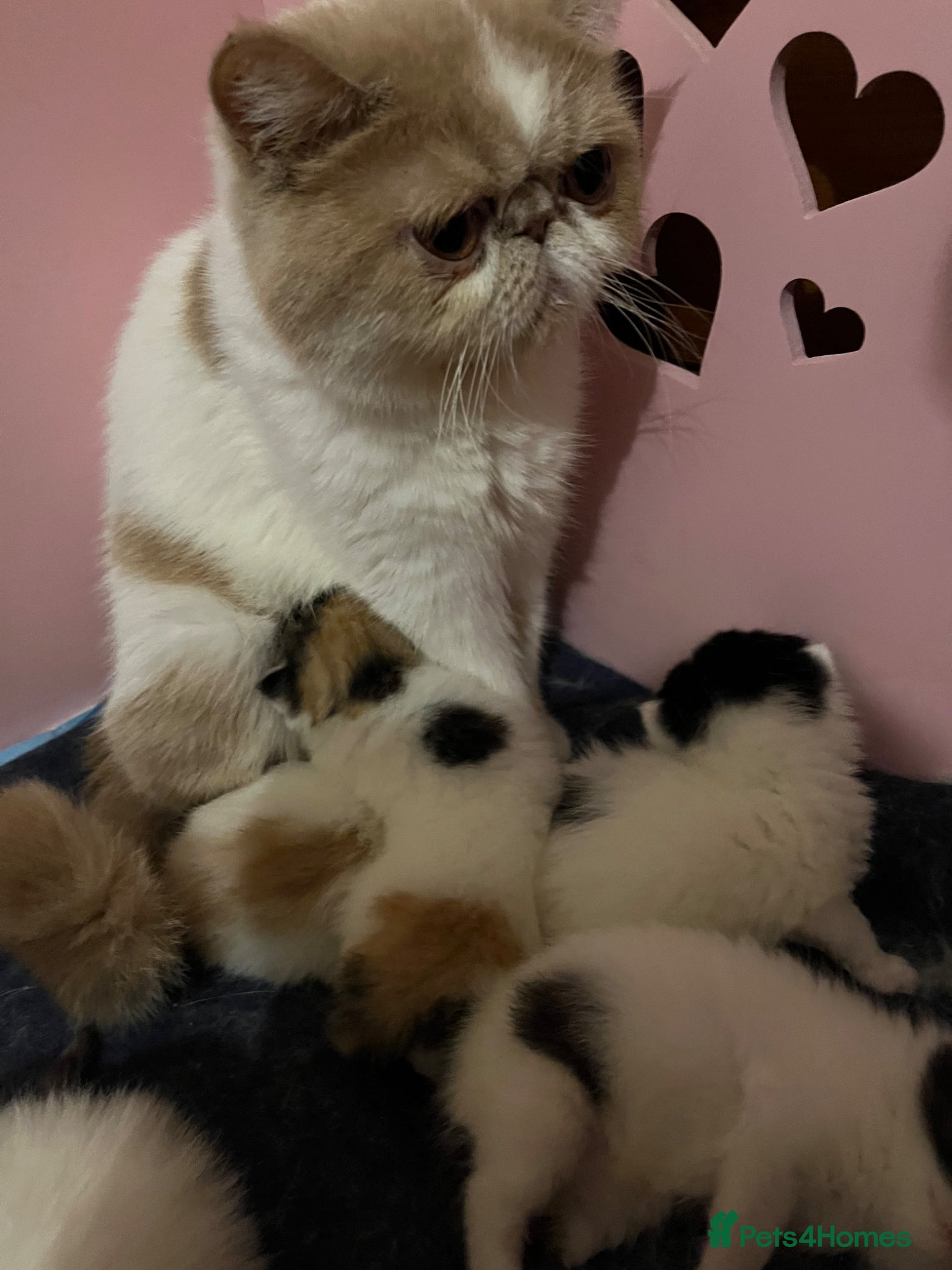 Persian cats Beautiful high quality Persian and Exotic kittens  - Advert 2