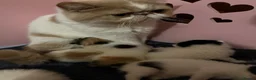 Persian cats for sale: Beautiful high quality Persian and Exotic kittens  - Advert 2