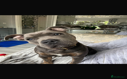 Staffordshire Bull Terrier dogs for sale: Dog for sale  - Image 2