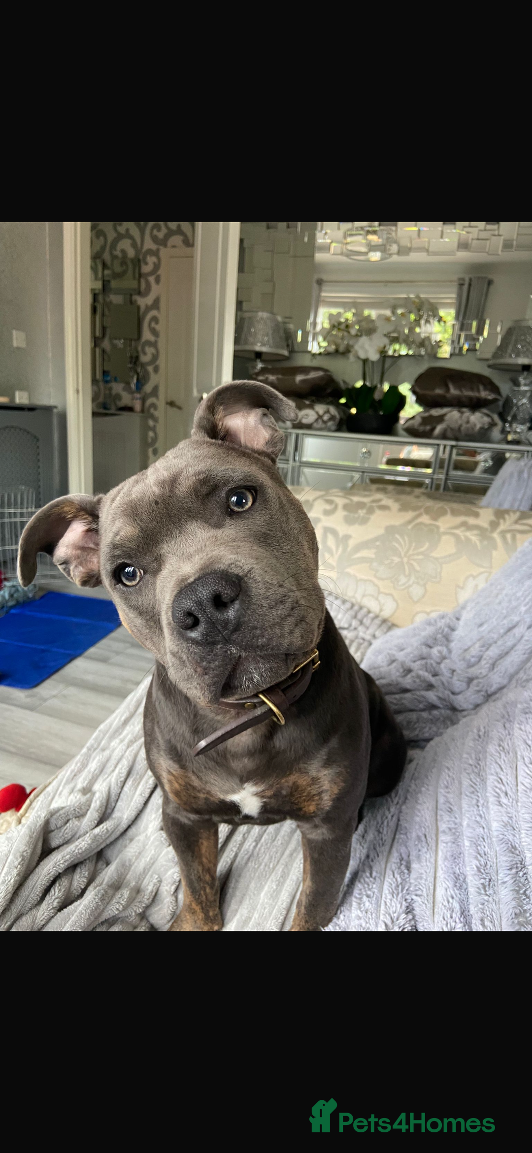 Staffordshire Bull Terrier dogs for sale: Dog for sale  - Image 2