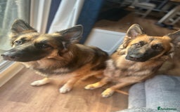 German Shepherd dogs for sale: Beautiful brothers  - Image 5