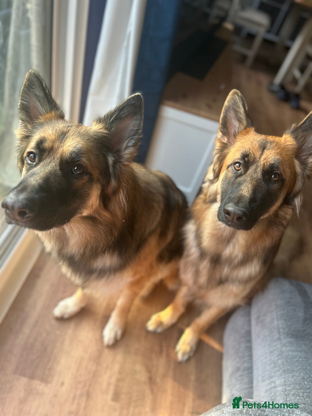 German Shepherd dogs for sale: Beautiful brothers  - Image 5