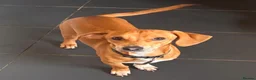 Chiweenie dogs for sale: Male dog  - Advert 1