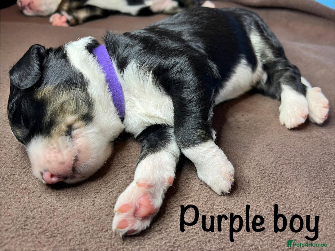 Bernedoodle dogs for sale: Exceptional F1 Bernedoodle Puppies - Advert 38