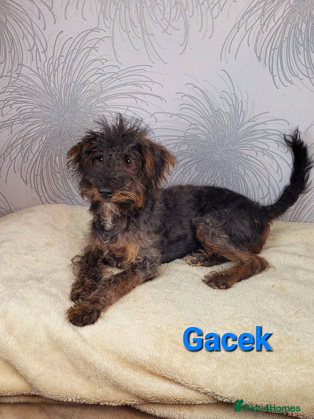 Australian Labradoodle dogs for sale: Australian Labradoodle × Fox Terrier Puppies - Image 4