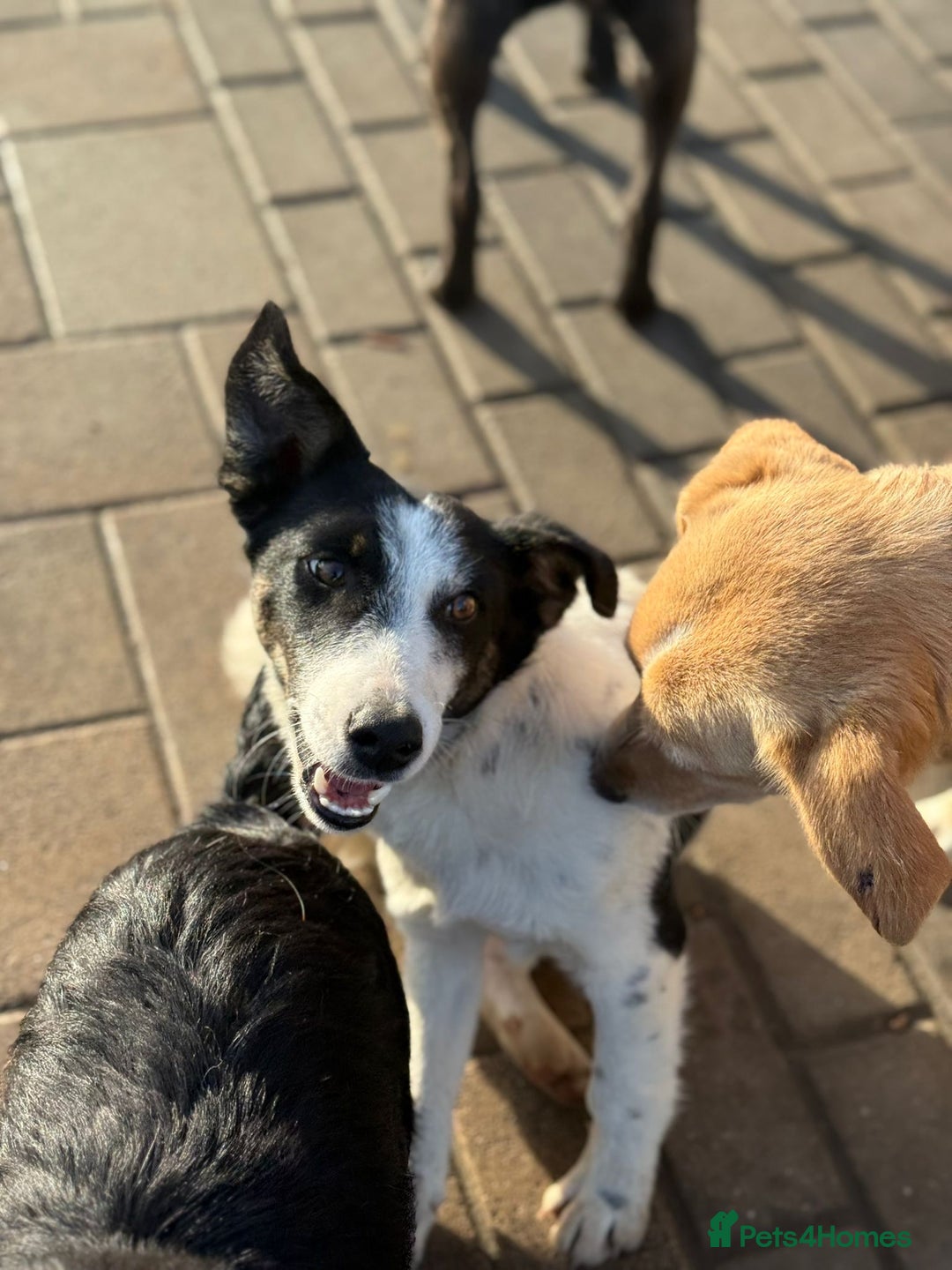 Mixed Breed dogs for adoption: Gorgeous little Andor looking for love - Advert 9