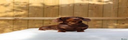 Dachshund dogs for stud: Chocolate and tan miniature dachshund for stud - Advert 4