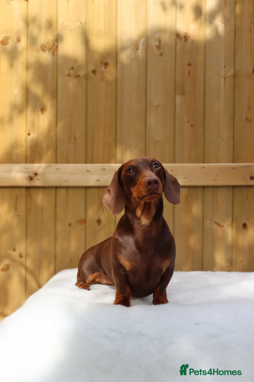 Dachshund dogs for stud: Chocolate and tan miniature dachshund for stud - Advert 4