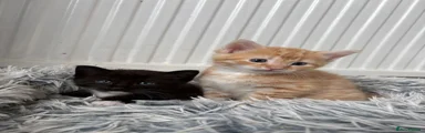 Mixed Breed Kitten 2