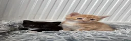 Mixed Breed cats for sale: Mixed Maine Coon fur babies  - Advert 7