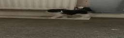 Mixed Breed cats for sale: Kittens in Peterborough - Advert 4