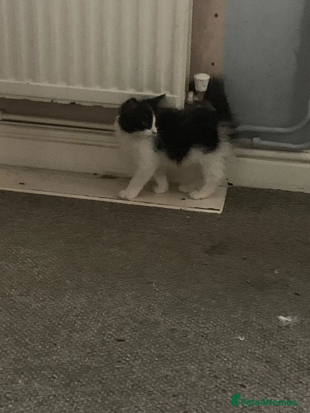 Mixed Breed cats for sale: Kittens in Peterborough - Advert 4