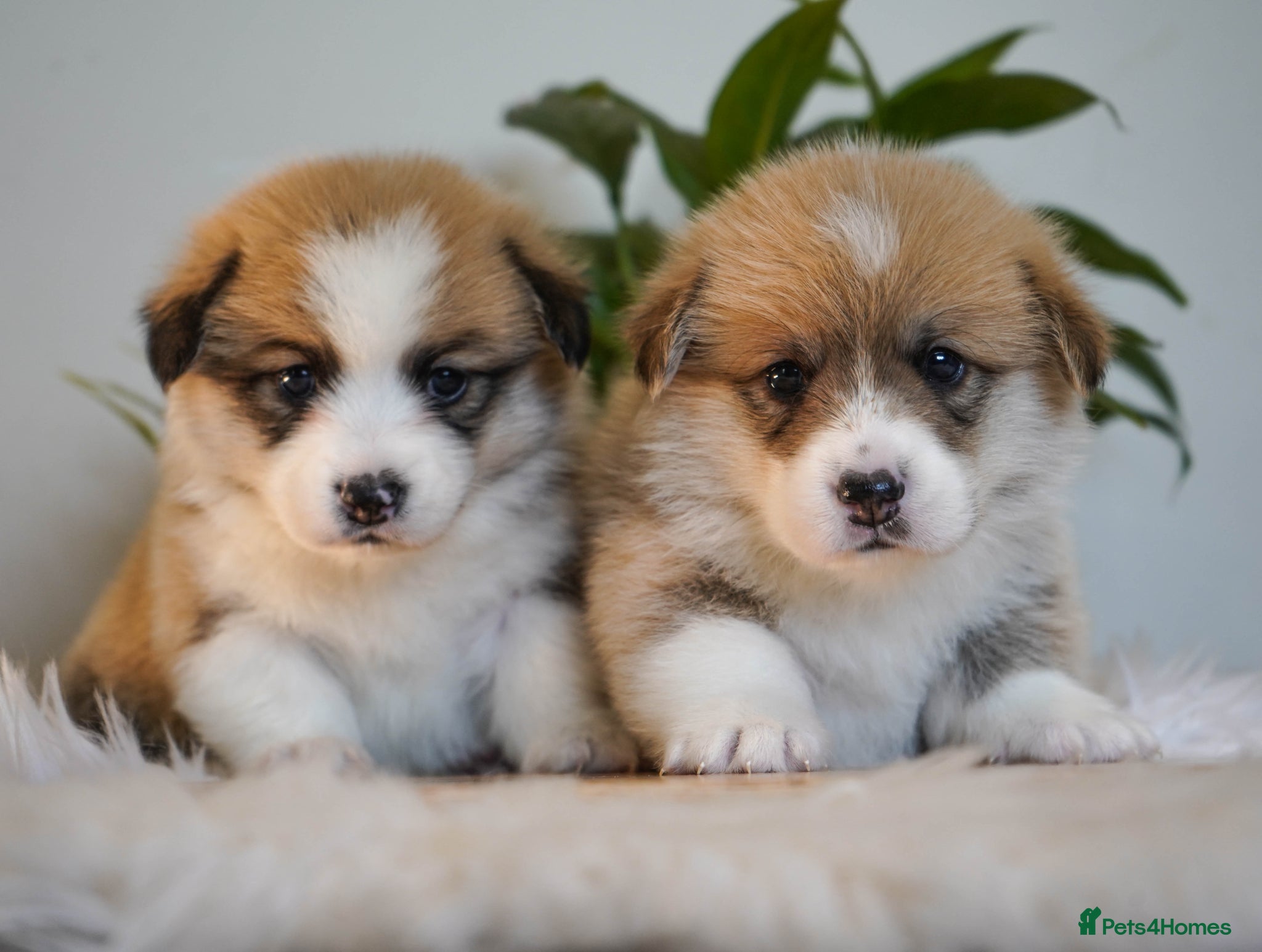 Welsh Corgi Pembroke dogs Welsh Corgi (Pembroke) - Advert 2