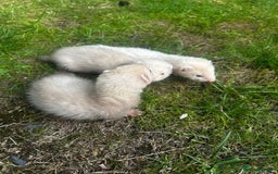 Ferret rodents for sale: Baby Ferrets - Image 3