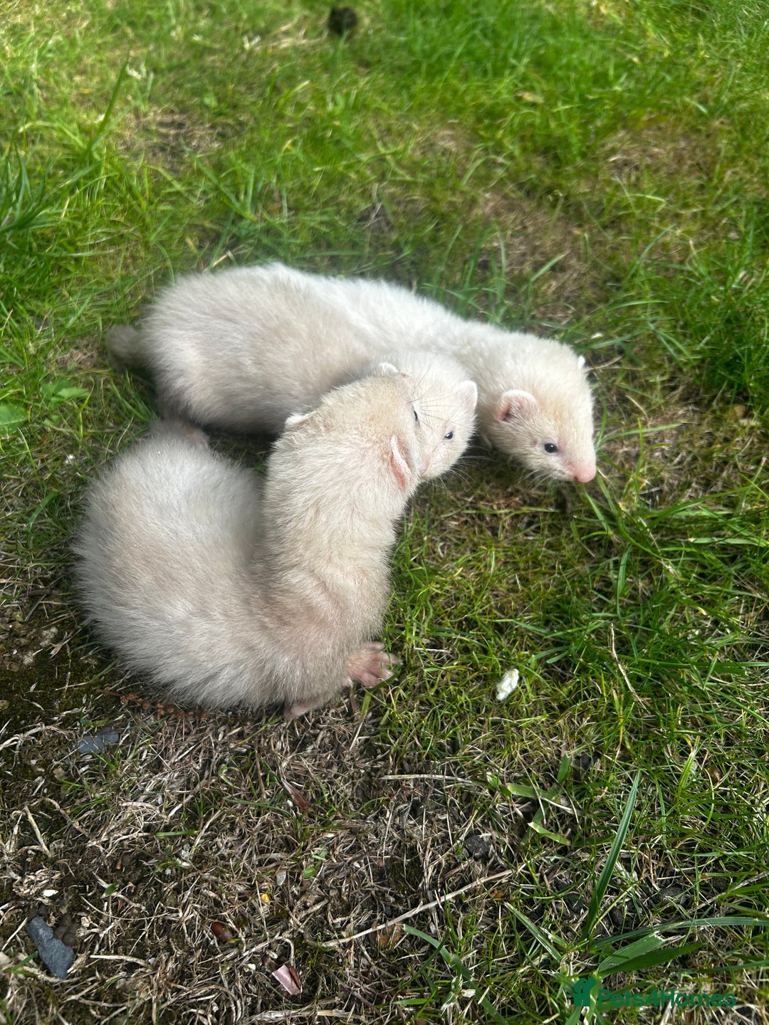 Ferret rodents for sale: Baby Ferrets - Image 3