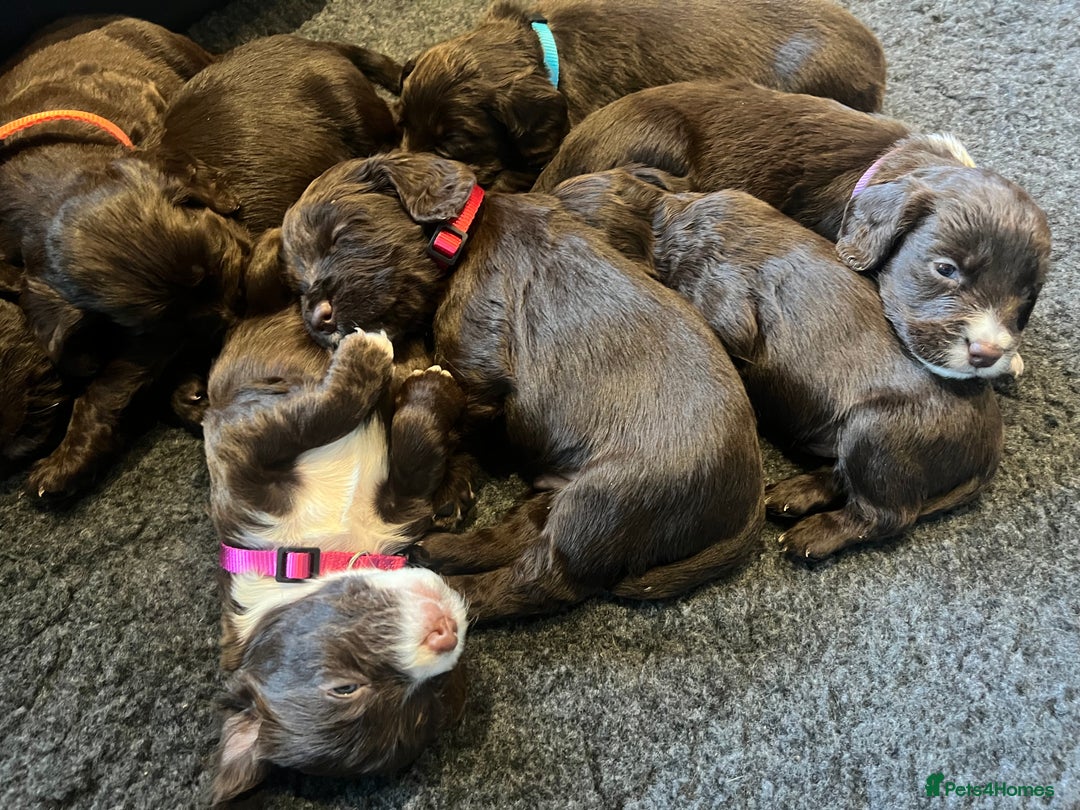 Cocker Spaniel dogs for sale: Working Cocker Spaniel Puppies - Image 9
