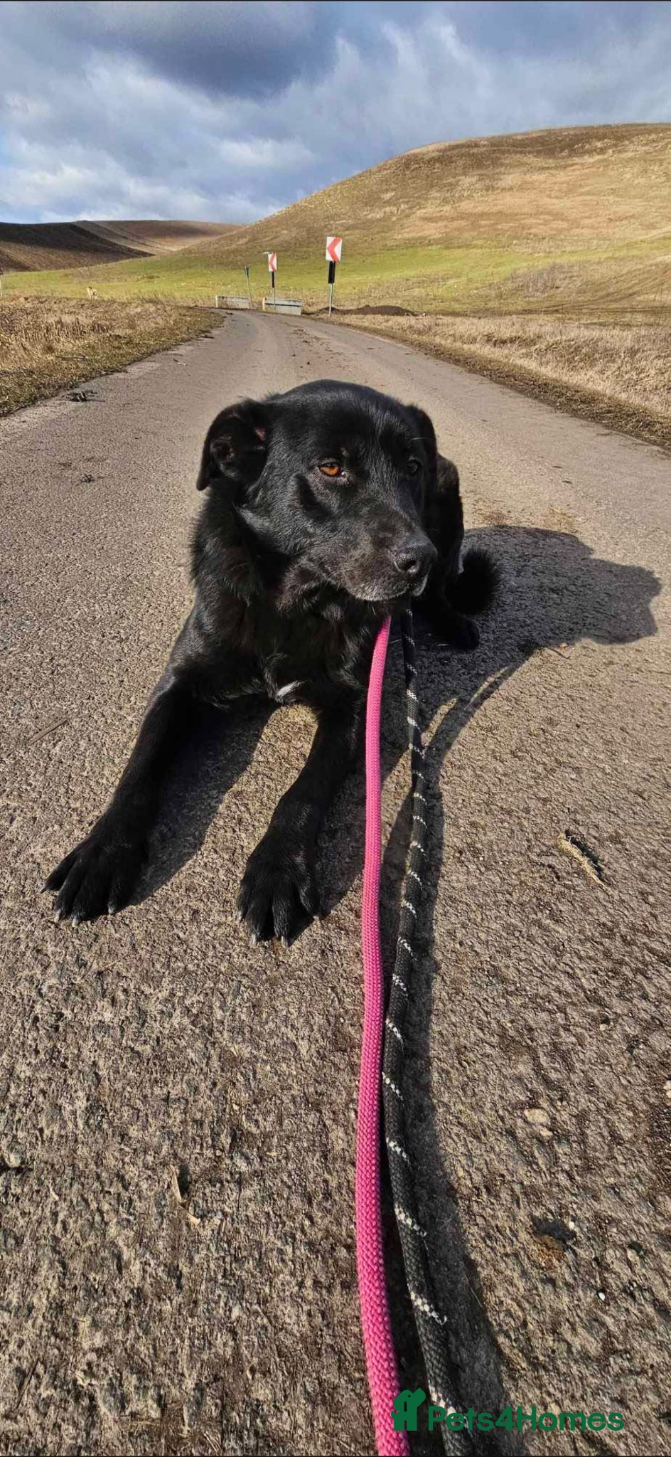 Mixed Breed dogs STEVIE - WILL HE BE YOUR LUCKY CHARM - Advert 1