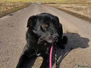 Mixed Breed dogs STEVIE - WILL HE BE YOUR LUCKY CHARM - Advert 1