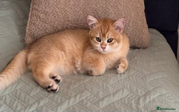 British Shorthair cats for sale:  Golden British Shorthair kittens  in London - Image 7