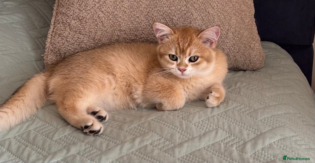 British Shorthair cats for sale:  Golden British Shorthair kittens  in London - Image 7