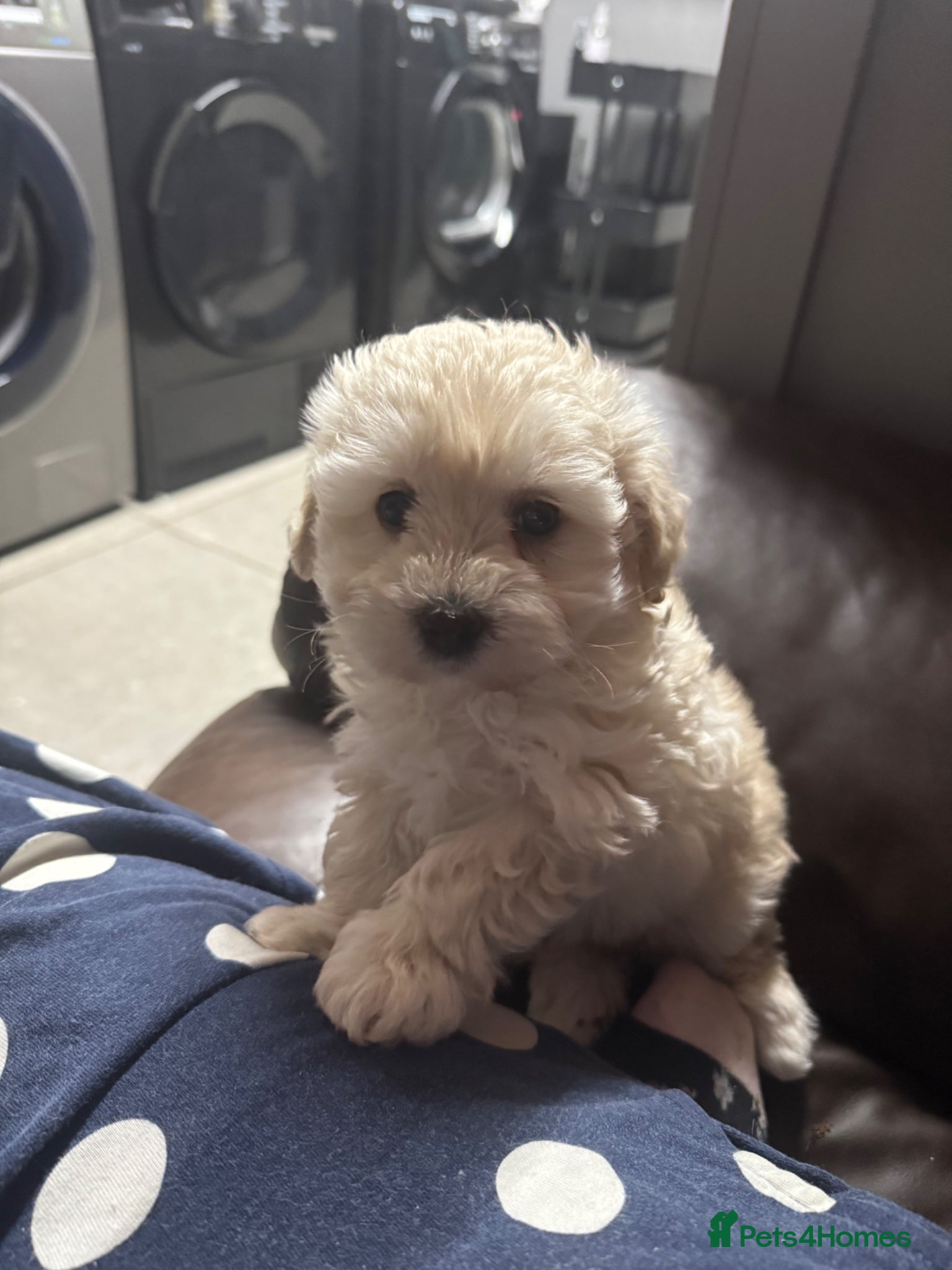 Maltipoo dogs Teddy bear maltipoo puppies  - Advert 12