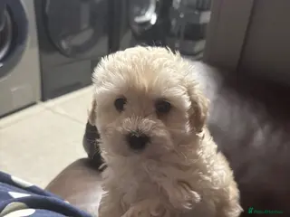 Maltipoo dogs Teddy bear maltipoo puppies - Advert 12