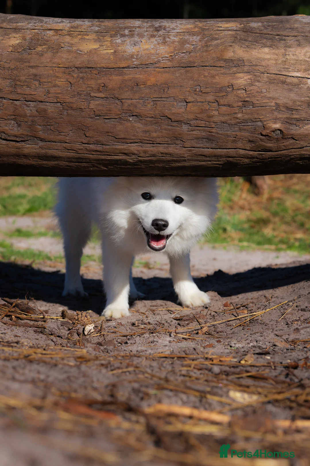 Japanese Spitz dogs for stud: Healthy Japanese Spitz KC Registered Male for Stud - Advert 17