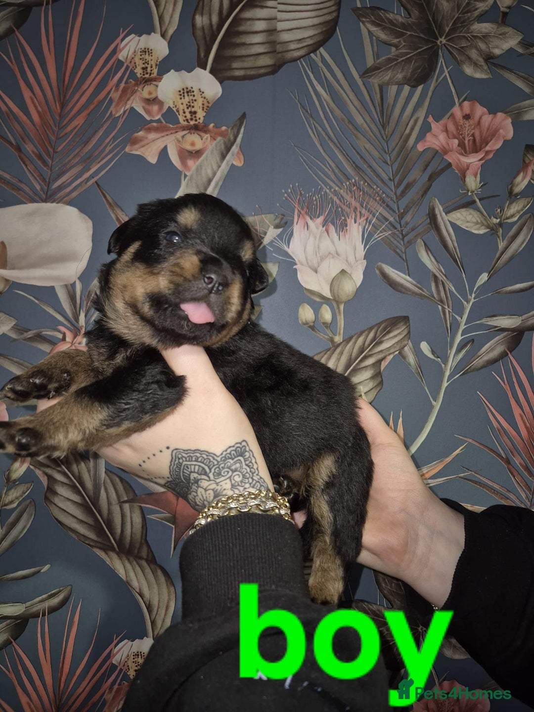 Rottweiler dogs for sale: Exceptional KC Registered Rottweiler - Advert 12