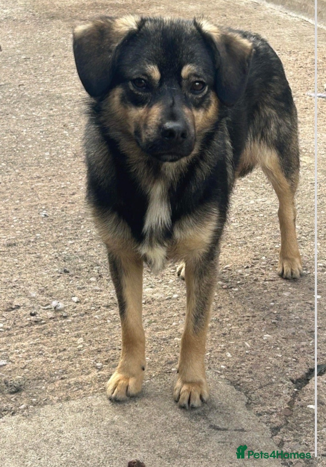 Mixed Breed dogs Meet Isacc, currently residing in Cheshire  in Nantwich - Advert 21